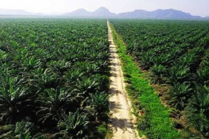 Kebijakan Pemerintah Dalam Mendorong Perkembangan Sawit Sebagai Sumber Biodiesel