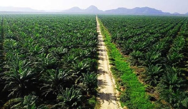Kebijakan Pemerintah Dalam Mendorong Perkembangan Sawit Sebagai Sumber Biodiesel