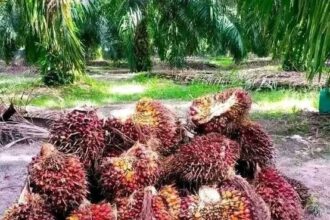 18 November: Meningkatkan Kesadaran Akan Kontribusi Sawit Dalam Pembangunan Nasional