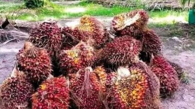 18 November: Meningkatkan Kesadaran Akan Kontribusi Sawit Dalam Pembangunan Nasional