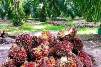 18 November: Meningkatkan Kesadaran Akan Kontribusi Sawit Dalam Pembangunan Nasional