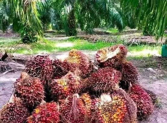 18 November: Meningkatkan Kesadaran Akan Kontribusi Sawit Dalam Pembangunan Nasional