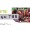 [Update] Harga Tbs Petani Di Peron Dan Pabrik Terbaru