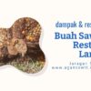 Dampak Negatif Restan Buah Sawit Terhadap Produktivitas