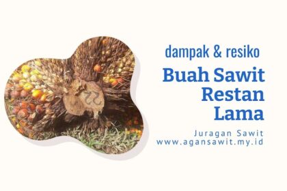 Dampak Negatif Restan Buah Sawit Terhadap Produktivitas