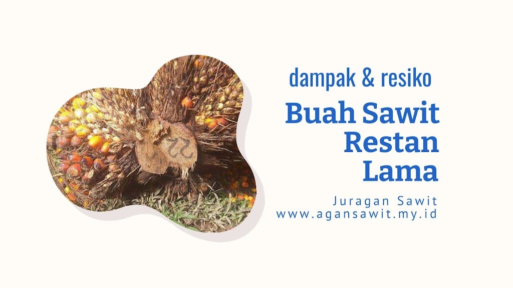Dampak Negatif Restan Buah Sawit Terhadap Produktivitas