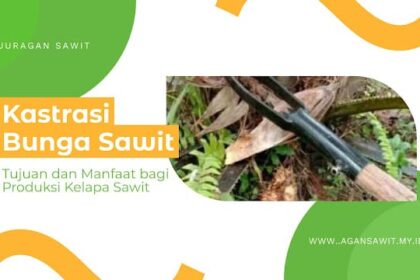 Kastrasi Buah Sawit: Manfaat, Tujuan, Dan Dampaknya
