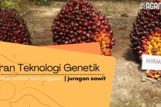 Teknologi Genetik Dan Peningkatan Varietas Kelapa Sawit