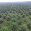 Jarak Tanam Sawit Terbaik Untuk Hasil Optimal