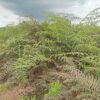 Melihat Proses Pembersihan Gulma Perkebunan Sawit Dari Nol