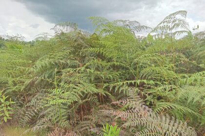 Tips Hemat Basmi Gulma Untuk Pokok Sawit Yang Masih Pendek