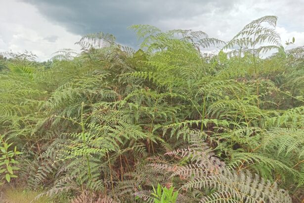 Melihat Proses Pembersihan Gulma Perkebunan Sawit Dari Nol