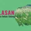 Mengapa Kebun Sawit Harus Bebas Ilalang: 5 Alasan Utama