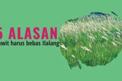 Mengapa Kebun Sawit Harus Bebas Ilalang: 5 Alasan Utama