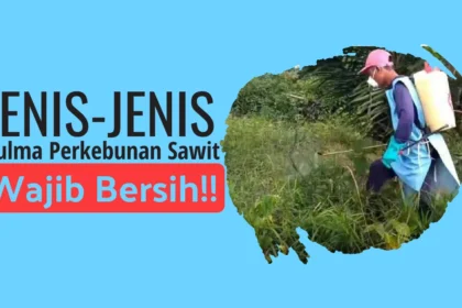 Jenis Gulma Perkebunan Sawit Yang Wajib Di-Bersihkan