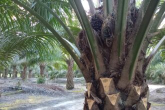 Prunning Sawit: Manfaat, Tujuan Dan Kapan Sebaiknya Dilakukan