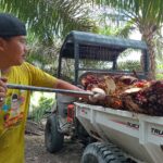 Menjaga Semangat Puasa Saat Panen Sawit Di Musim Panas