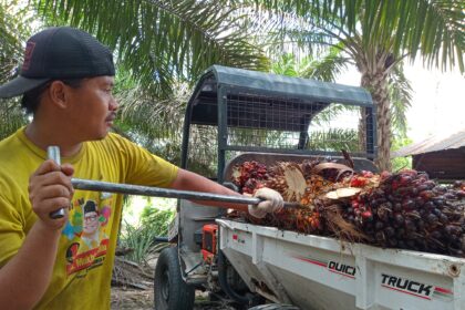 Menjaga Semangat Puasa Saat Panen Sawit Di Musim Panas