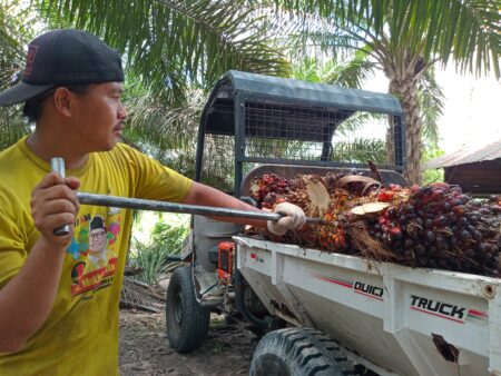 Menjaga Semangat Puasa Saat Panen Sawit Di Musim Panas