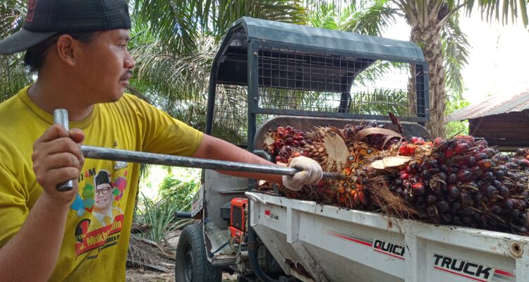 Menjaga Semangat Puasa Saat Panen Sawit Di Musim Panas