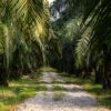 7 Alasan Mengapa Anda Harus Bangga Jadi Petani Sawit Di Era Modern