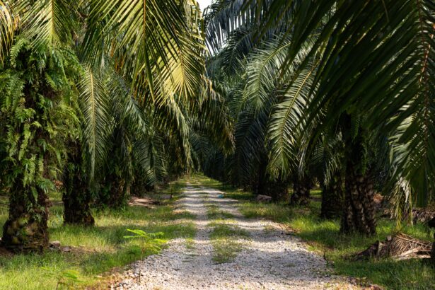 7 Alasan Mengapa Anda Harus Bangga Jadi Petani Sawit Di Era Modern
