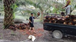 Lebih Dari Sekadar Bekerja Bersama: Dampak Nyata Kerja Sama Tim Di Perkebunan Sawit