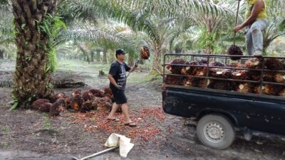 Lebih Dari Sekadar Bekerja Bersama: Dampak Nyata Kerja Sama Tim Di Perkebunan Sawit