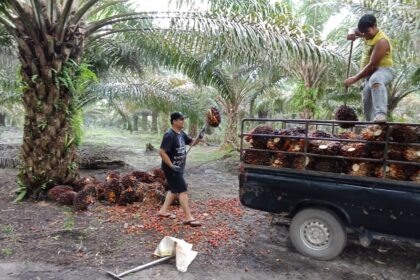 Lebih Dari Sekadar Bekerja Bersama: Dampak Nyata Kerja Sama Tim Di Perkebunan Sawit