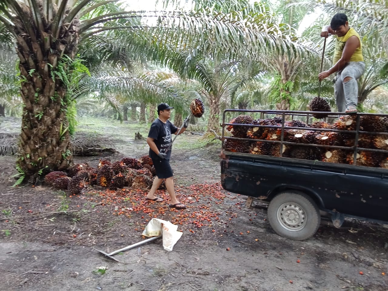 Lebih Dari Sekadar Bekerja Bersama: Dampak Nyata Kerja Sama Tim Di Perkebunan Sawit
