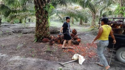 Lebih Dari Sekadar Bekerja Bersama: Dampak Nyata Kerja Sama Tim Di Perkebunan Sawit